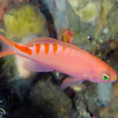 Mirolabrichthys Lori