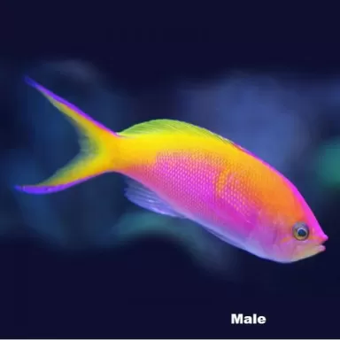 Pseudanthias Bartlettorum