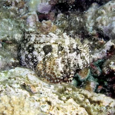 Salarias Ceramensis
