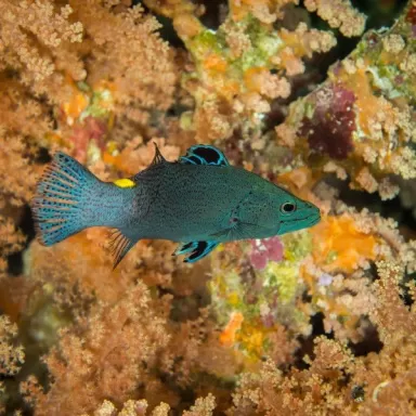 Belonoperca chabanaudi