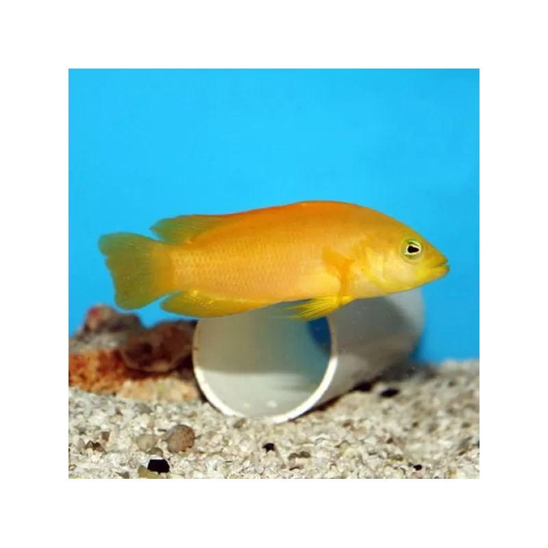 Pseudochromis fuscus