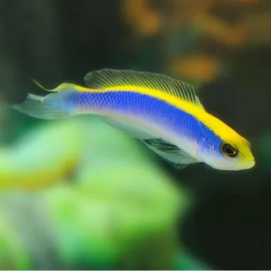Pseudochromis Flavivertex