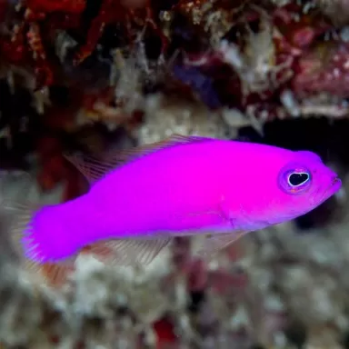 Pictichromis Porphyrea