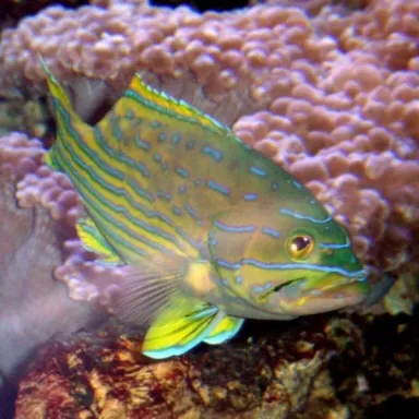 cephalophelus polleni