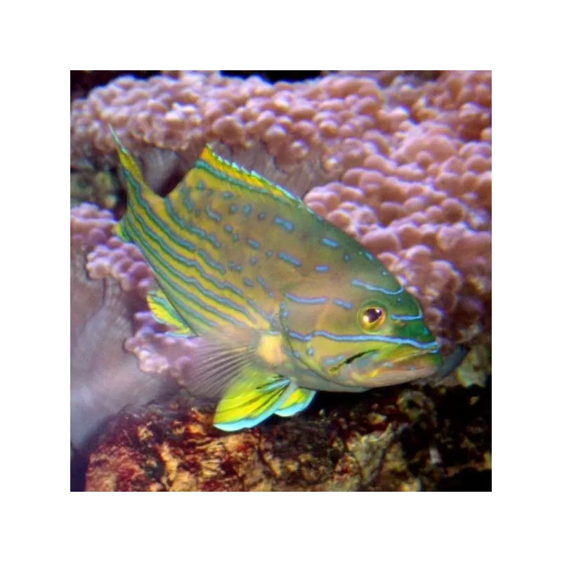 cephalophelus polleni