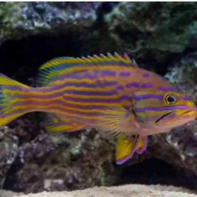 cephalophelus polleni