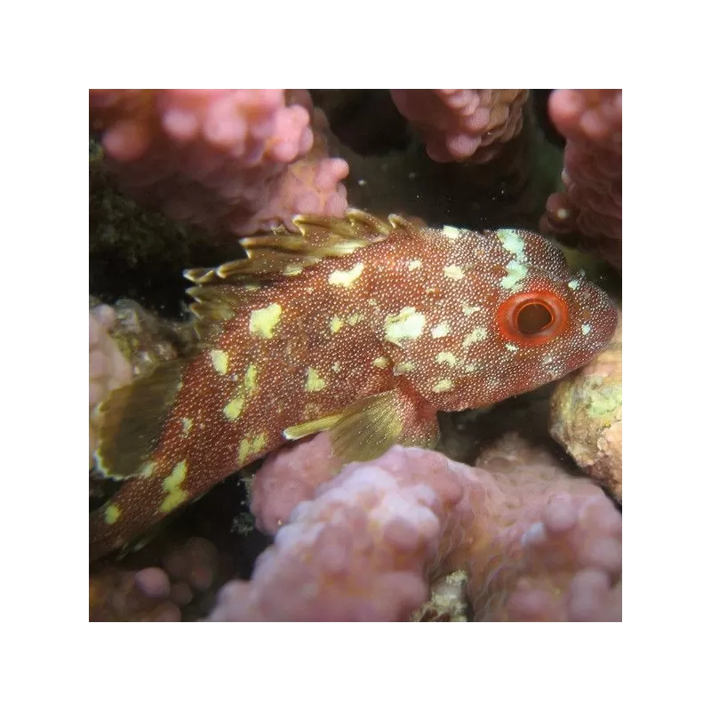 Sebastapistes cyanostigma