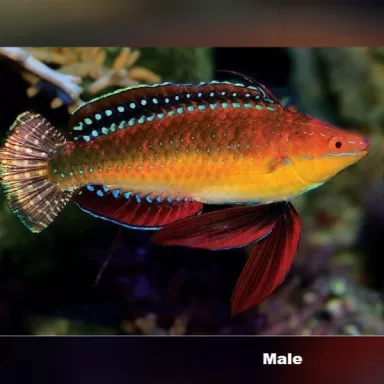 Cirrhilabrus Africanus Female