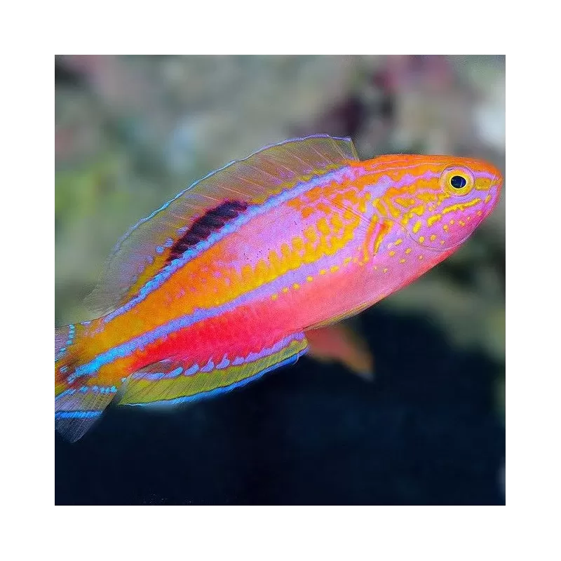 Cirrhilabrus Isosceles Female