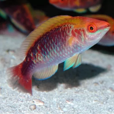 Cirrhilabrus Lubbocki M