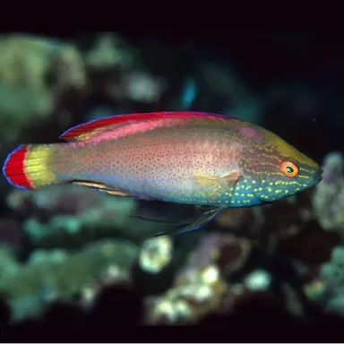 cirrhilabrus rubrimarginatus