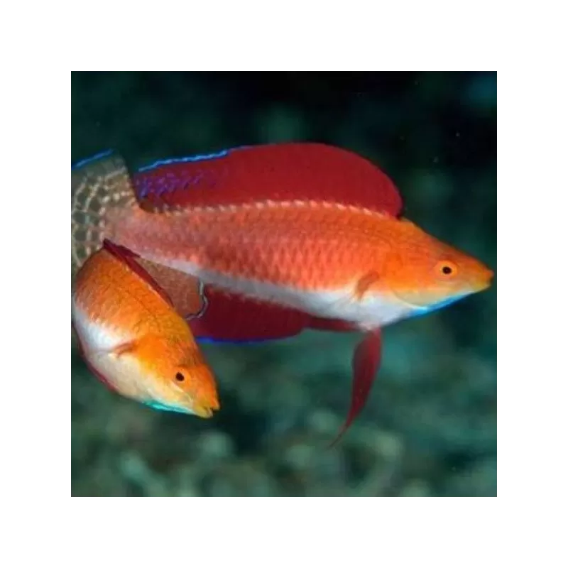 Cirrhilabrus Rubripinnis