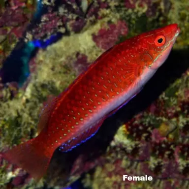 Cirrhilabrus rubriventralis