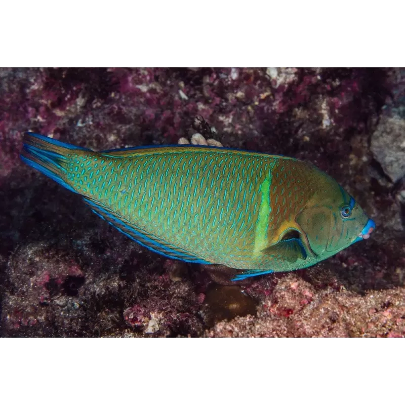 anampses caeruleopuncatus