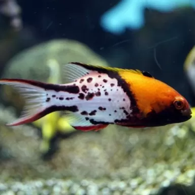 Bodianus Anthioides M