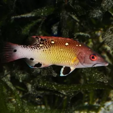 Bodianus diana M