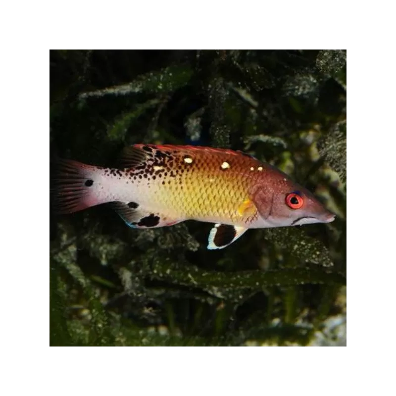 Bbodianus Diana S