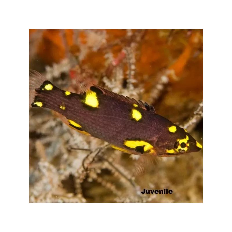 Bodianus Mesothorax M