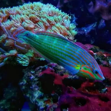 Halichoeres Melanurus