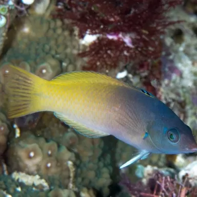 Halichoeres Prosopeion
