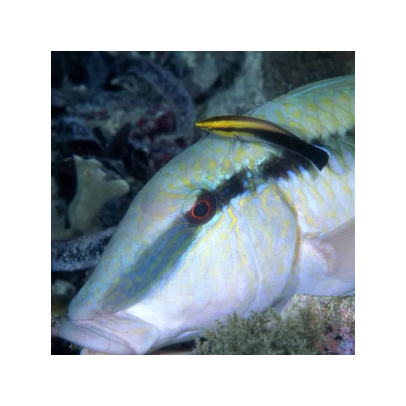 labroides pectoralis