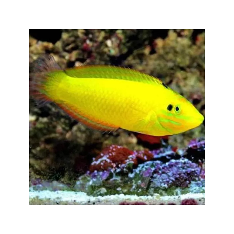 Halichoerus Chrysus M