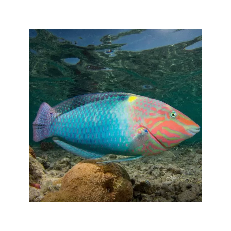 Halichoerus Hortulanus M