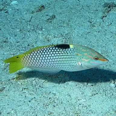 Halichoerus Hortulanus M