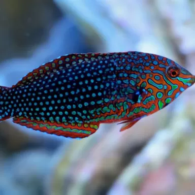 Macropharyngodon Ornatus meleagris M