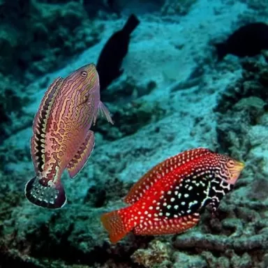 macropharyngodon bipartitus female