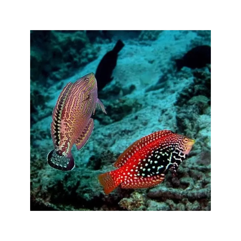 macropharyngodon bipartitus female