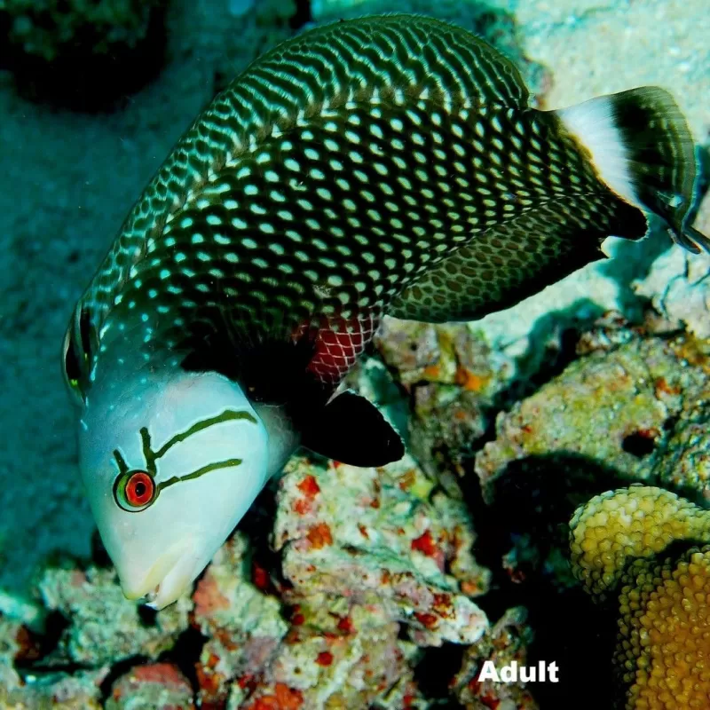 novaculichthys taeniourus green brown M