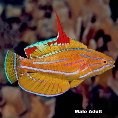 Paracheilinus flavianalis