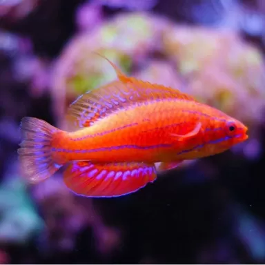 Paracheilinus Mccoskeri