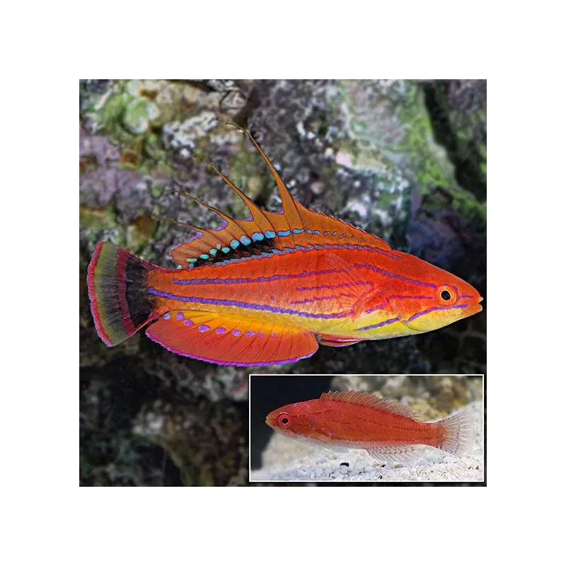 Paracheilinus Carpenterii