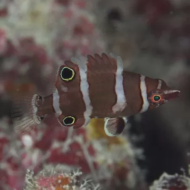 wetmorella nigropinnata