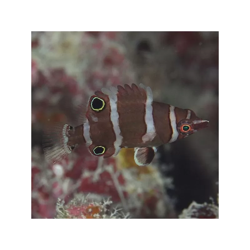 wetmorella albofasciatus