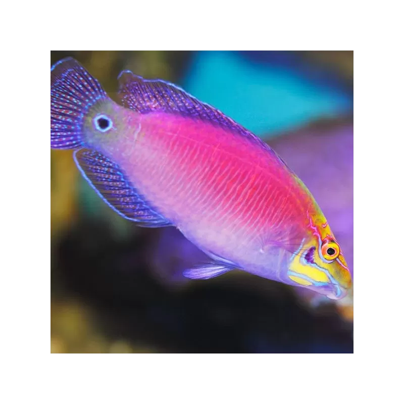 Pseudochelinus Ocellatus