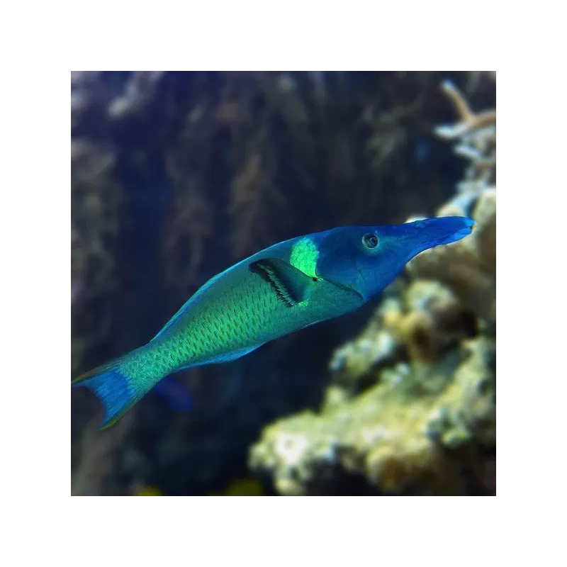 Gomphosus Caeruleus brown M