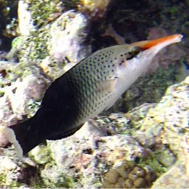 Gomphosus Caeruleus brown M