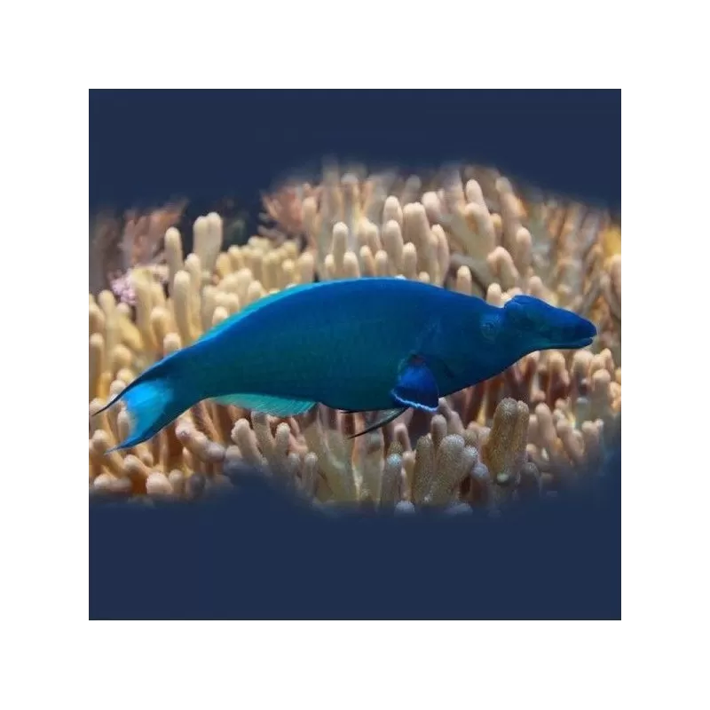 Gomphosus Caeruleus brown M