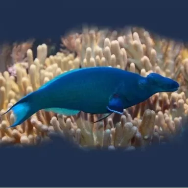 gomphosus caeruleus green L