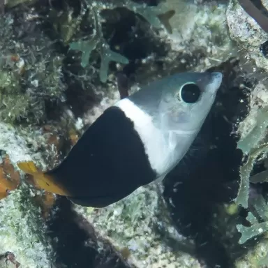 hemmigymnus melapterus