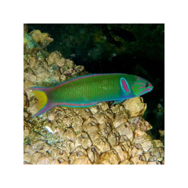 Thalassoma Lunare M