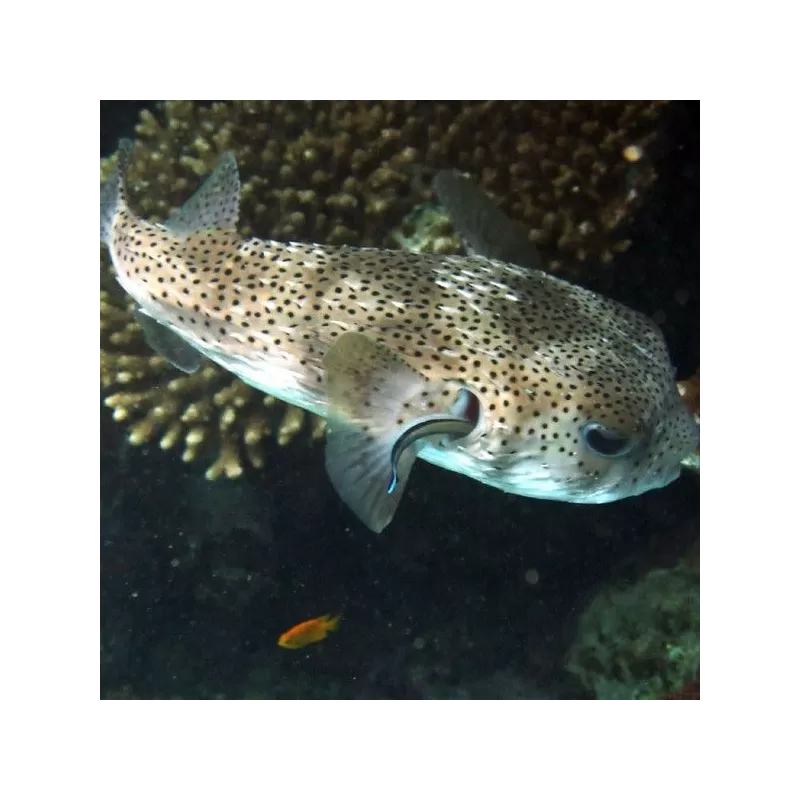 diodon histrix M 12 15 cm