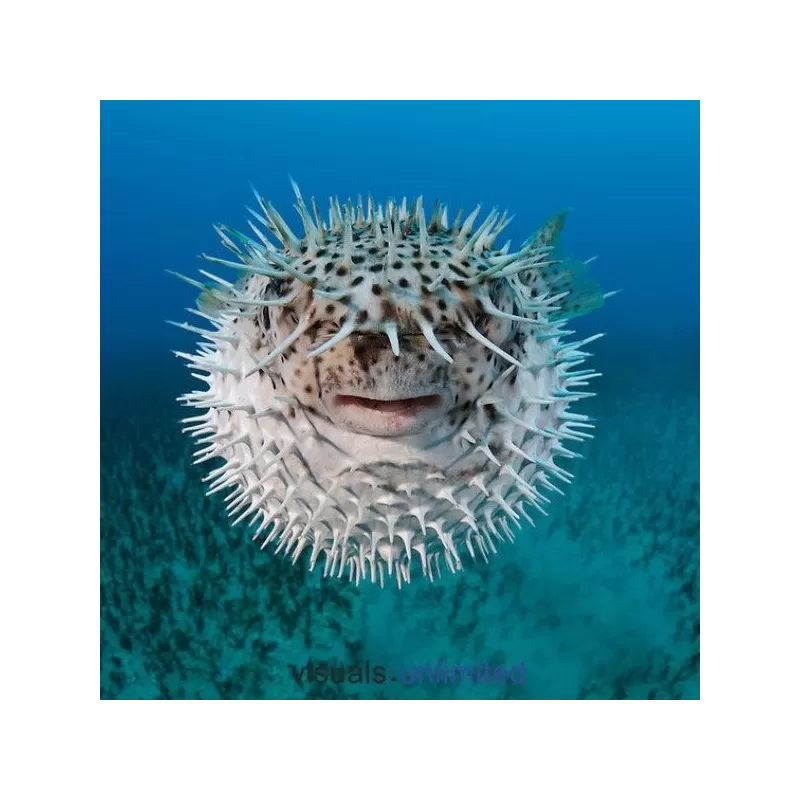 diodon histrix M 12 15 cm