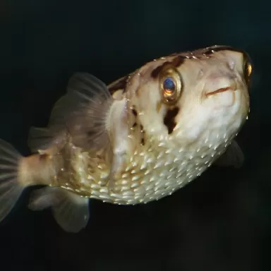 Diodon Holacanthus M 8 12cm