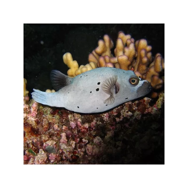 Arothron Nigropunctatus 