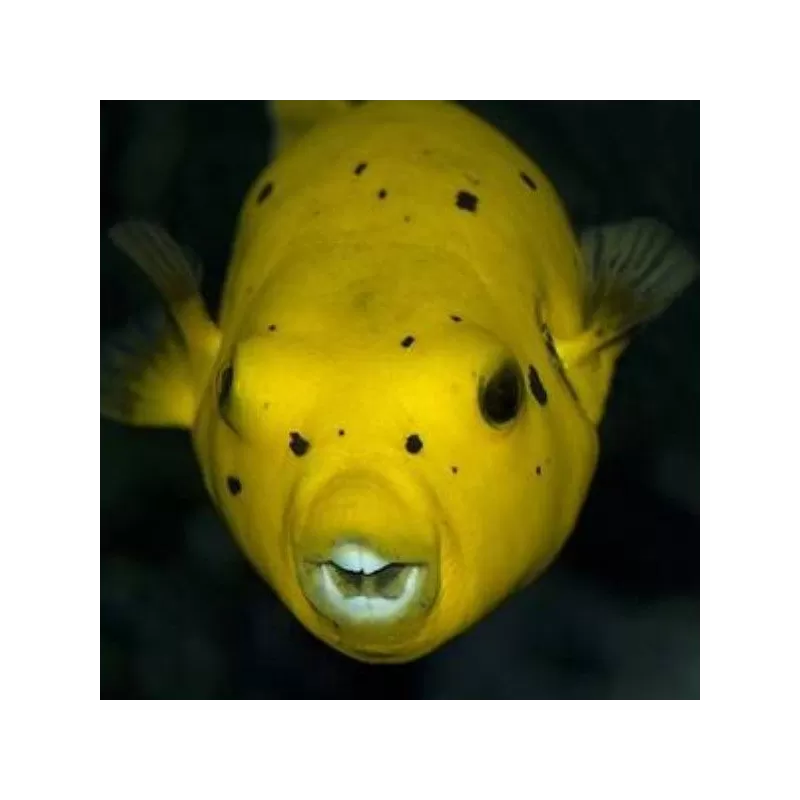 arothron meleagris L 15 20cm