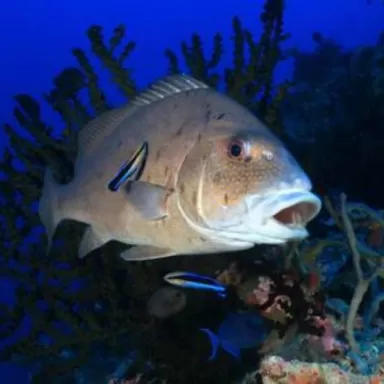 plectorhinchus pictus 7 12 cm